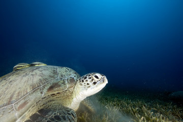 Obraz premium green turtle