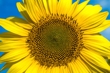 Fototapeta premium sunflower close-up central part