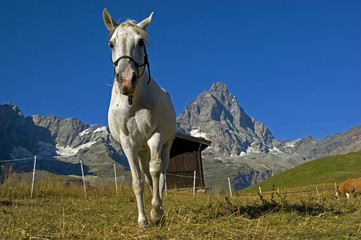 alpi cervino