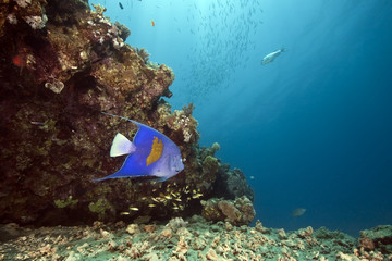 Fototapeta na wymiar ocean and yellowbar angelfish