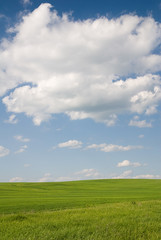 Field with green grass