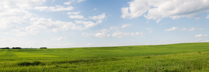 Field with green grass