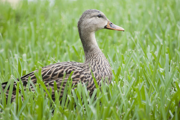 Pato 004