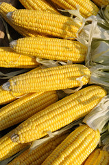 Yellow corn on cob