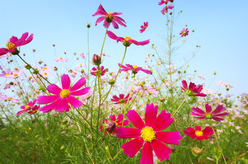 Chrysanthemum