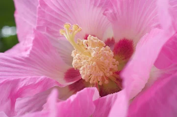 Foto auf Leinwand Konföderierte Rosenblüte © frotto