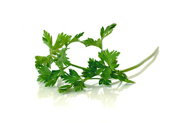 Parsley before white background