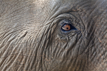 Fototapeta premium Close-up elephant eye.
