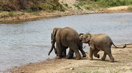 Playing elephants.