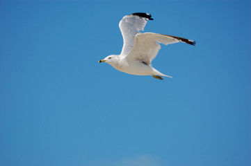 seagull