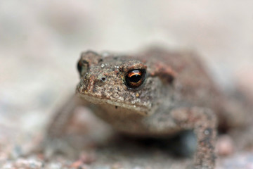 Frosch