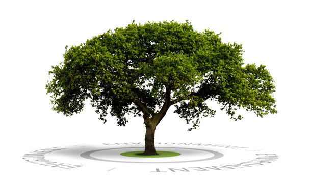 image concept d'environnement, un arbre isolé sur blanc