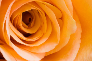 Obraz na płótnie Canvas Peach rose