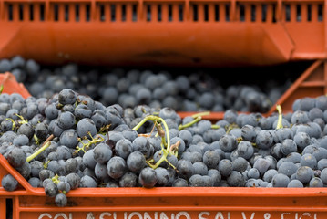 Pronta per la spremitura