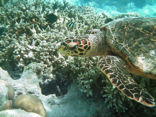 Turtle and coral reef