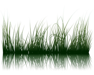 grass background
