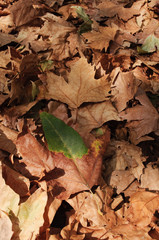Autumn leaves carpet