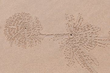 Pattern formed by small crabs on the beach