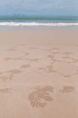 Beach with pattern formed by small crabs