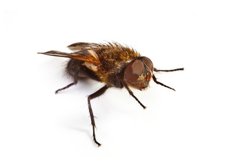 home fly on white