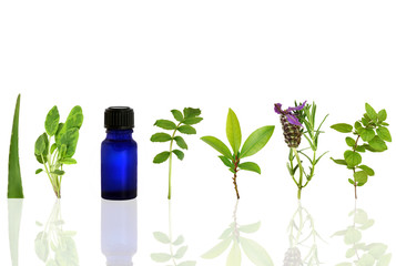 Herbs for Healing
