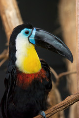 toucan ariel