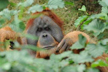Zoo 83 © K.-U. Häßler