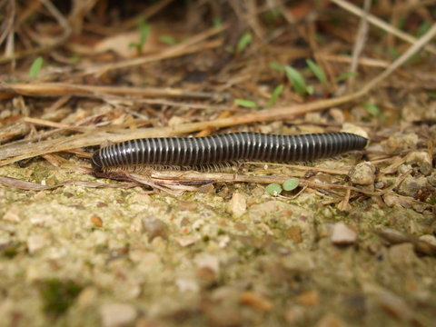mille pattes