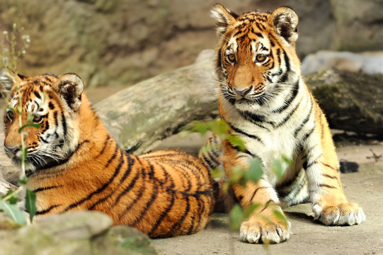 Zoo 84