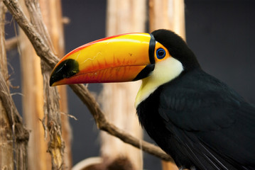 toucan toco