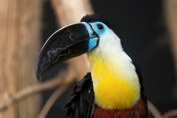 toucan ariel