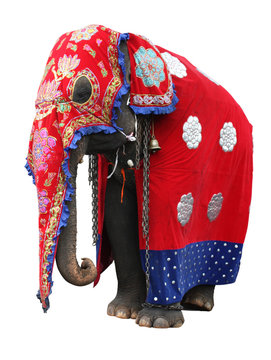 Elephant - Esala Perahera