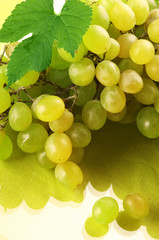 White grape