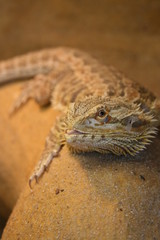 Bartagam