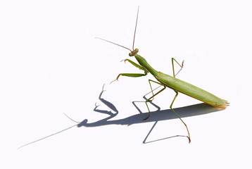 Mantide religiosa