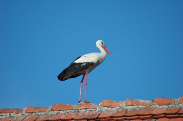Storch