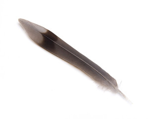 Dove Feather Isolated
