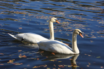 Two swans