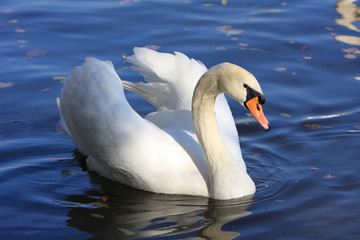 Naklejka premium Swan