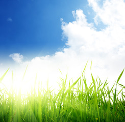 Fototapeta premium green grass and cloudy sky