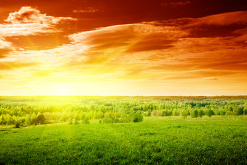 spring green field of grass and sunset