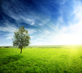 field of grass and sunset