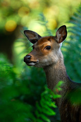Sika doe in woodland realm