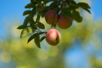 Red apple on branch