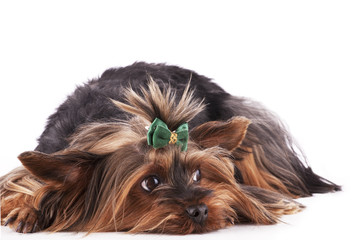 Yorkshire Terrier Lying Down on Front and Looking Up