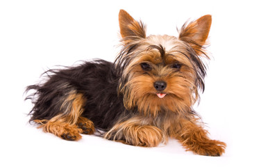Yorkshire Terrier isolated on a white background