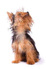 Yorkshire Terrier isolated on a white background