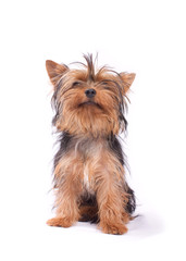 Yorkshire Terrier isolated on a white background