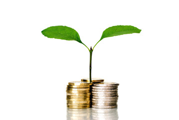 Little plant and euro coins