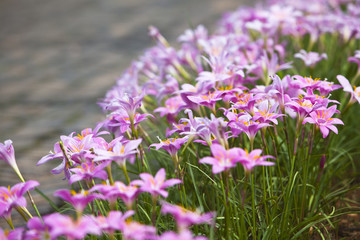 Obraz premium flower